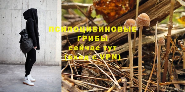 хмурый Аркадак